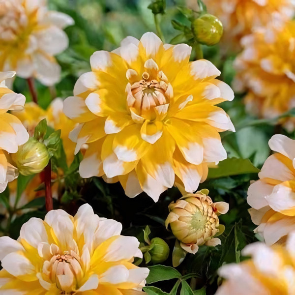 Саженцы Георгина декоративная Seattle (Сиэттл)