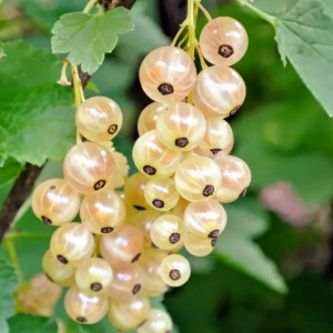 Саженцы Смородина белая Версальская