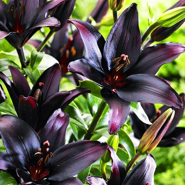 Луковицы  Лилия азиатская Black Charm (Блэк Шарм) (3шт.)