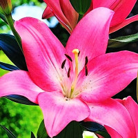 Луковицы  Лилия ЛА гибрид Arbatax (Арбатакс) (3шт.)