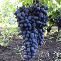 Саженцы Виноград Кармен