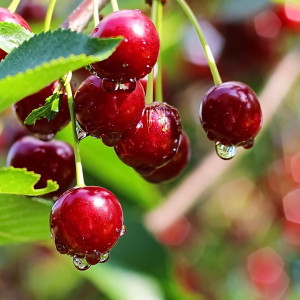 Саженцы Вишня Памяти Вавилова