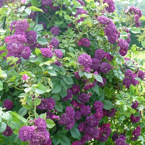 Саженцы Роза плетистая Блю Маджента