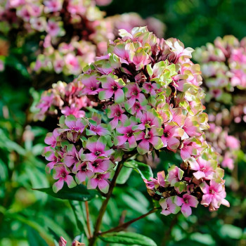 Саженцы Флокс метельчатый Neon Mystique Green (Мистик Грин)