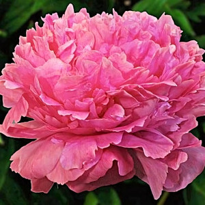 Саженцы Пион Варенька