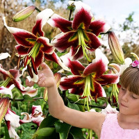 Луковицы Саженцы Лилия ОТ гибрид Lesley Woodriff (Лесли Вудриф) (3шт.)