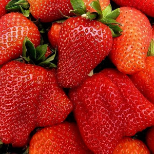 Клубника  Галя Чив  (упаковка 5 шт.)