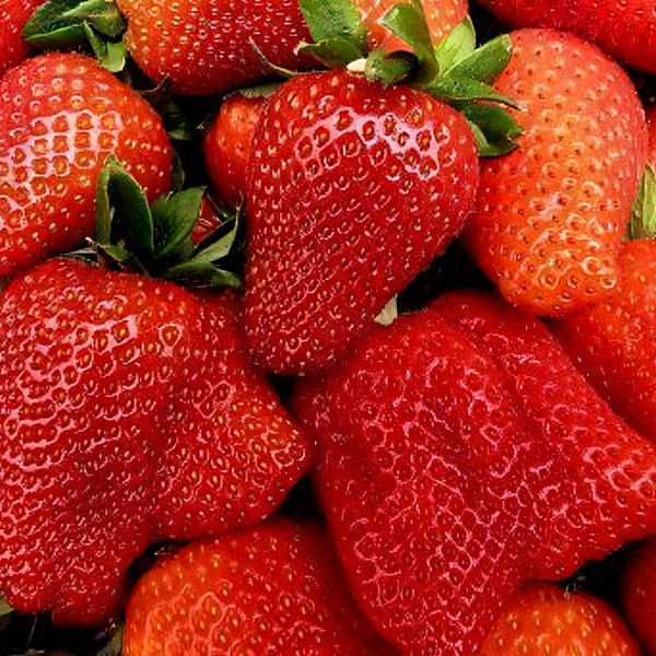 Саженцы Земляника Галя Чив  (упаковка 5 шт.)