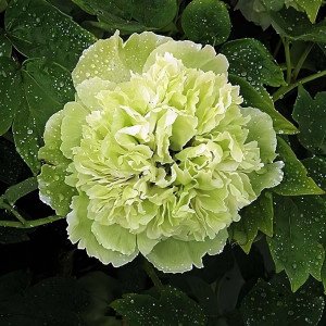 Саженцы Пион Зеленые Бобы