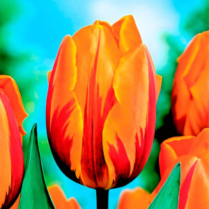 Тюльпан Триумф Принцесс Маргарет (в упаковке - 3шт.)