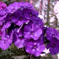 Саженцы Флокс Шапка Мономаха