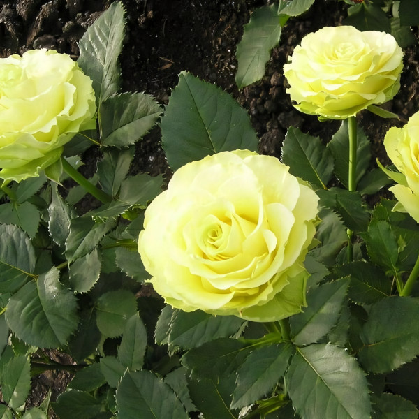 Саженцы Роза чайно-гибридная Лимонад