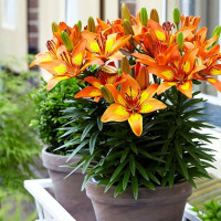 Луковицы  Лилия азиатская Bright Joy (Брайт Джой) (3шт.)