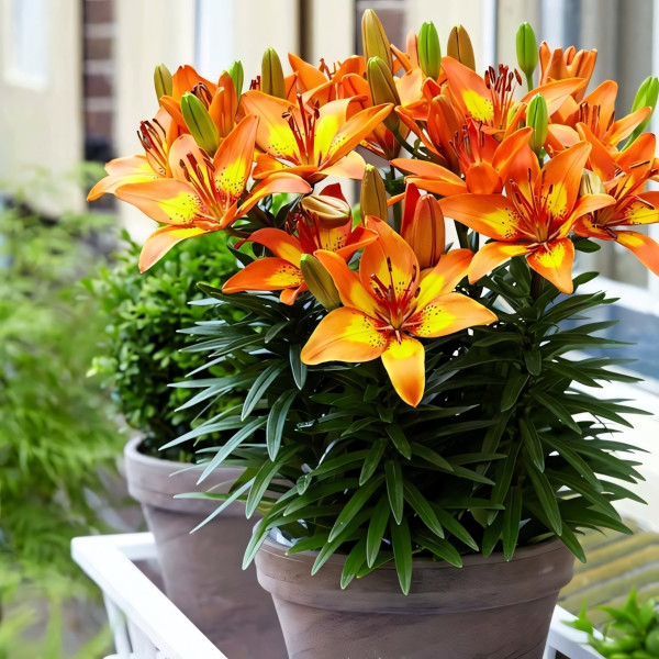 Луковицы  Лилия азиатская Bright Joy (Брайт Джой) (3шт.)