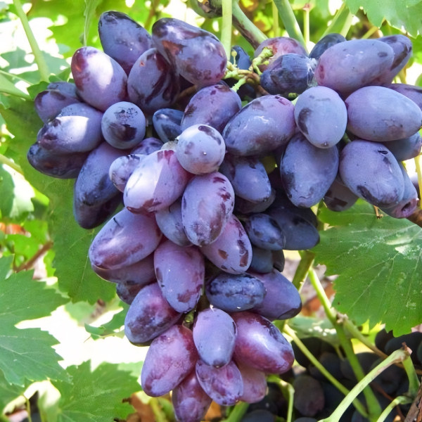 Саженцы Виноград Кармен