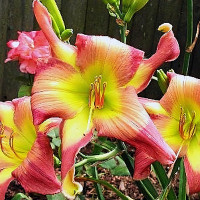 Саженцы Лилейник Do The Twist (Ду Зе Твист)