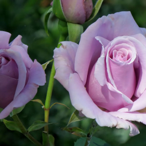 Саженцы Роза чайно-гибридная Голубой Нил