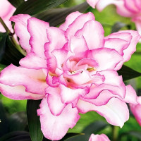 Луковицы  Лилия махровая восточная Roselily Anoushka (Розели Аннушка) (3шт.)