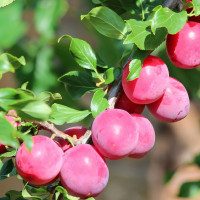 Саженцы Алыча Деликатная