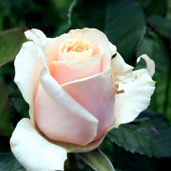 Саженцы Роза чайно-гибридная Талея