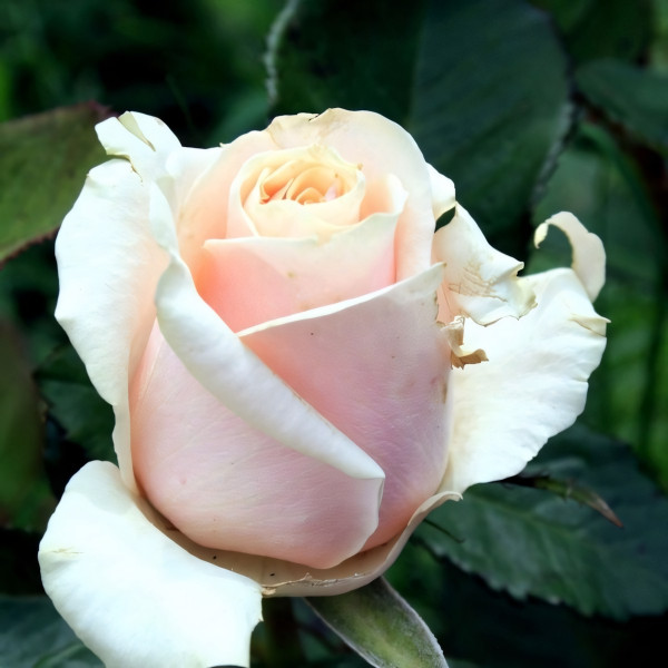 Саженцы Роза чайно-гибридная Талея