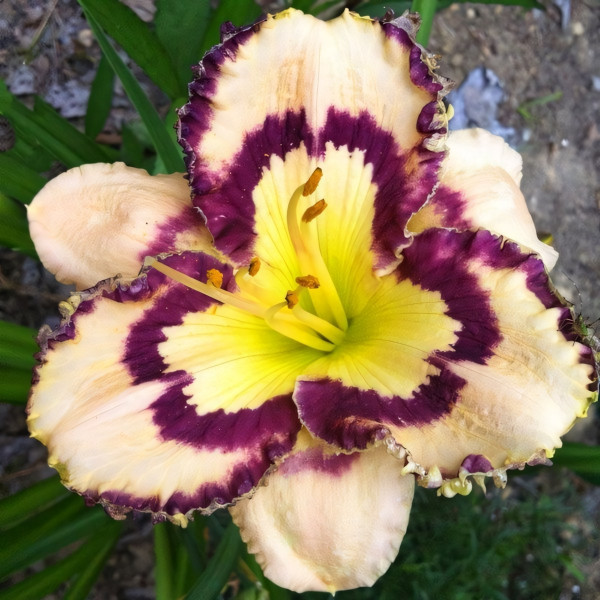 Саженцы Лилейник Spacecoast Sea Shells (Спейскоуст Си Шалс)