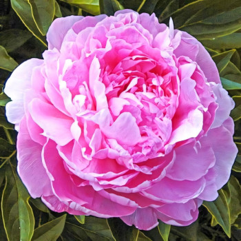 Пион Сьюзи Кью