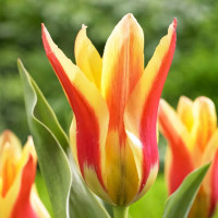 Луковицы Тюльпан лилиецветный Лилифайер (в упаковке - 3шт.)