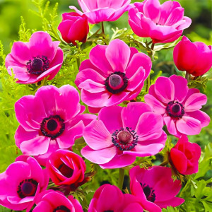 Анемона Сильфид