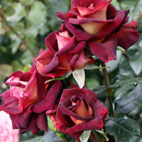 Саженцы Роза чайно-гибридная Эдди Митчел