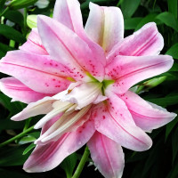 Луковицы  Лилия восточная Curiosity (Кьюриосити) (3шт.)