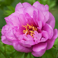 Саженцы Пион First Arrival (Ферст Эррайвл)