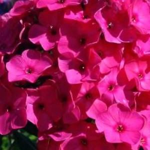 Саженцы Флокс Helena (Хелена)