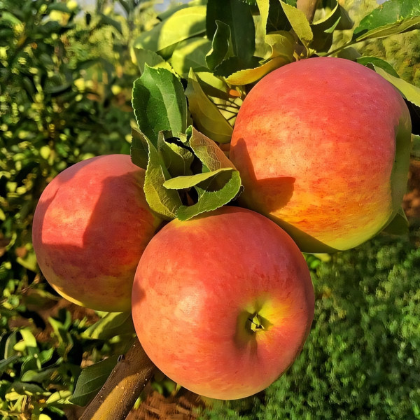 Саженцы Яблоня Пирос