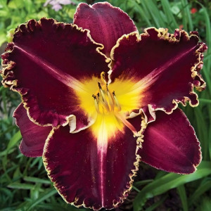 Саженцы Лилейник Storm of the Century (Сторм оф зе Сэнчури)