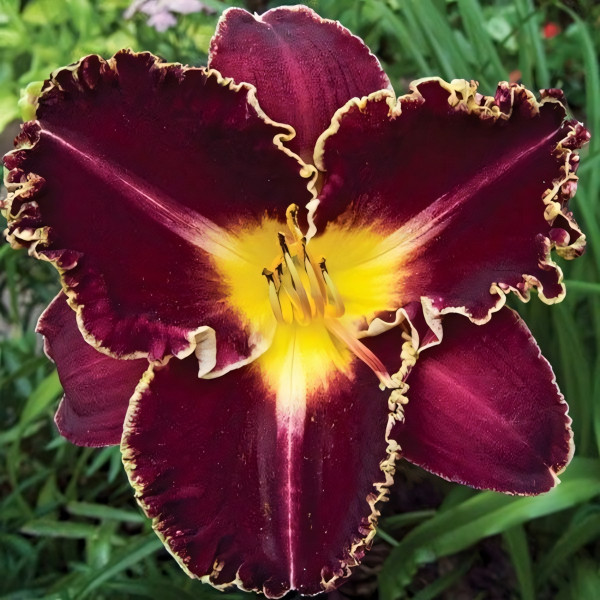 Саженцы Лилейник Storm of the Century (Сторм оф зе Сэнчури)