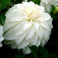 Саженцы Георгина Lady Liberty