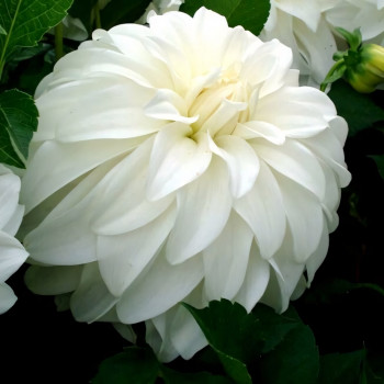 Саженцы Георгина Lady Liberty