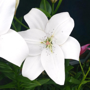  Лилия ЛА гибрид Eyeliner (Айлинер)