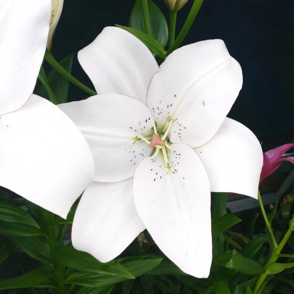 Луковицы  Лилия ЛА гибрид Eyeliner (Айлинер) (3шт.)