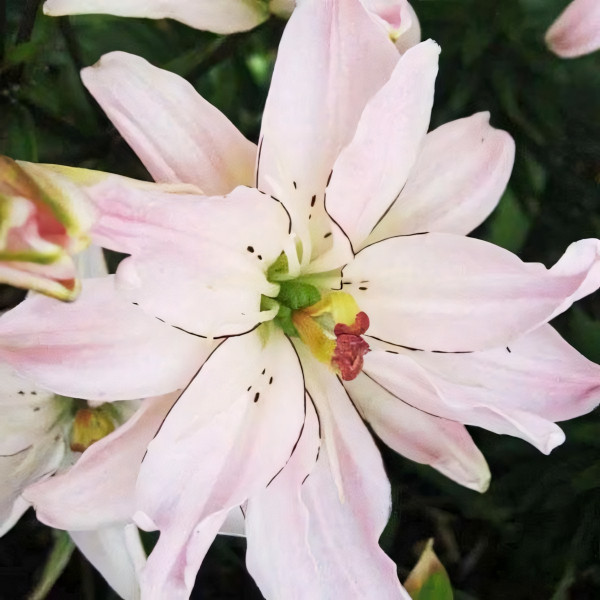 Луковицы  Лилия азиатская Spring Pink (Спринг Пинк) (3шт.)