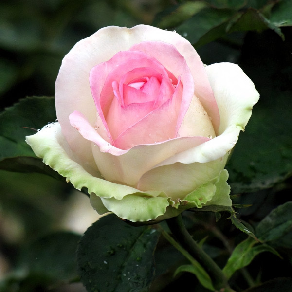 Саженцы Роза спрей Бидермейер