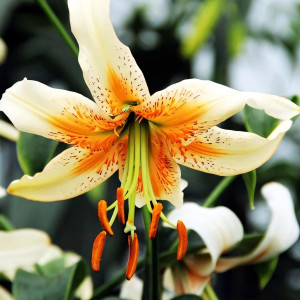  Лилия Lady Alice (Леди Алиса)