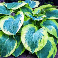 Саженцы Хоста American Halo (Американ Хало) L