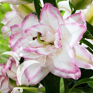  Лилия восточная Beautytrend (Бьютитренд)