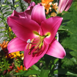  Лилия ОТ гибрид Fujian (Фудзиан)