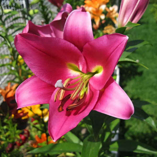 Луковицы Саженцы Лилия ОТ гибрид Fujian (Фудзиан) (3шт.)