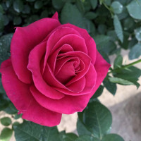 Саженцы Роза чайно-гибридная Шакира