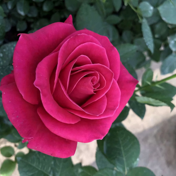 Саженцы Роза чайно-гибридная Шакира