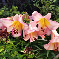 Луковицы Саженцы Лилия ОТ гибрид Beijing Moon (Бейджинг Мун) (3шт.)